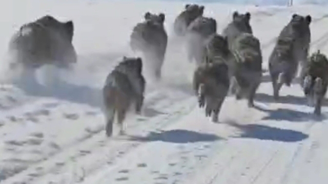 Başkale'de domuz sürüsü görüntülendi