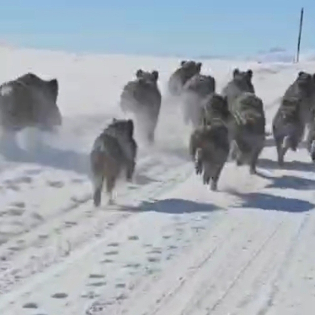 Başkale'de domuz sürüsü görüntülendi
