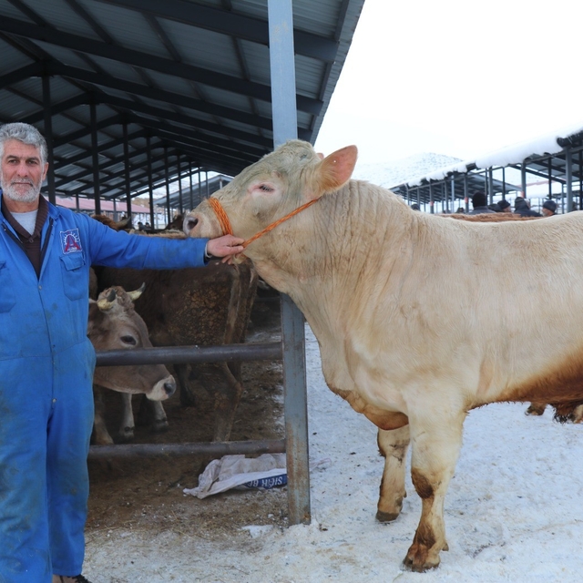 Eksi 15'de hayvan pazarı kuruldu