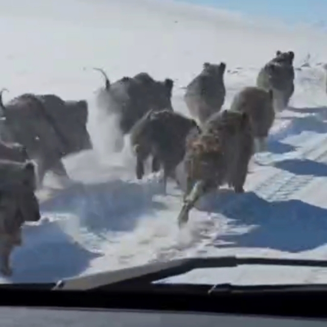 Van'da mahalle yakınına inen domuz sürüsü görüntülendi
