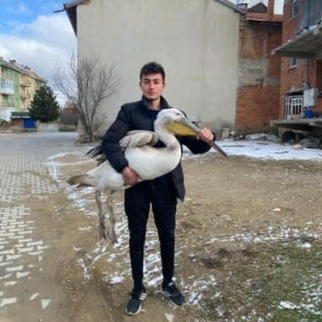 Sokakta gezerken pelikan buldu