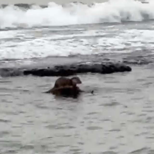 Tekirdağ'da su samuru görüntülendi