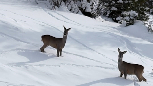 Yiyecek arayan karacalar Kulakkaya Yaylası'nda görüntülendi