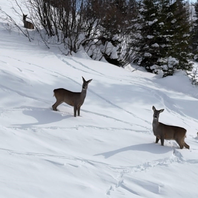 Yiyecek arayan karacalar Kulakkaya Yaylası'nda görüntülendi