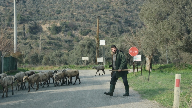 Havalar ısındı, sürüler doğaya salındı
Aydın'da koyunlar Kurban'a hazırlanıyor