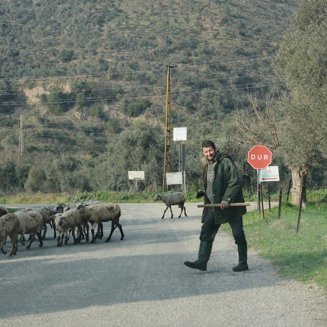 Havalar ısındı, sürüler doğaya salındı
Aydın'da koyunlar Kurban'a hazırlanı...