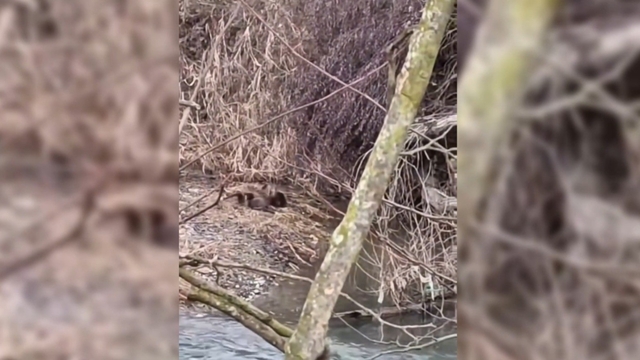 Nesli tehlike altında olan yavru su samurları Sinop'ta görüldü