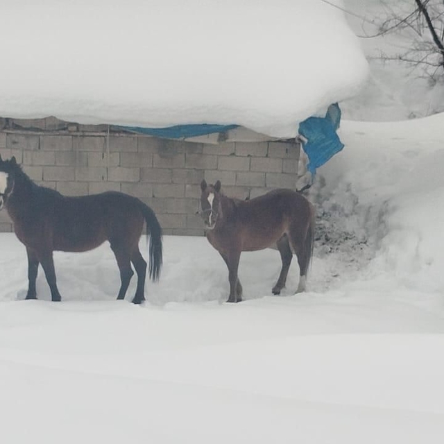 Türkiye-İran sınırında terk edilen 2 at kurtarıldı
