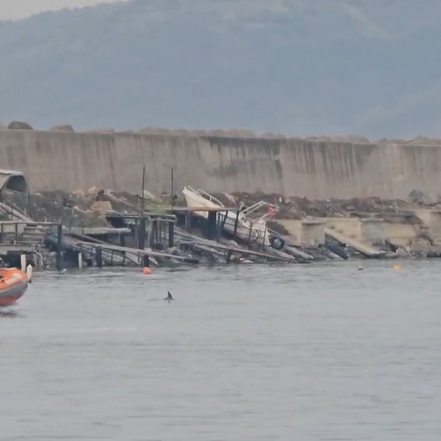 Limanda mahsur kalan yunus kurtarıldı