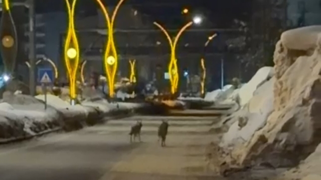 Yüksekova'da kurtlar şehir merkezine indi