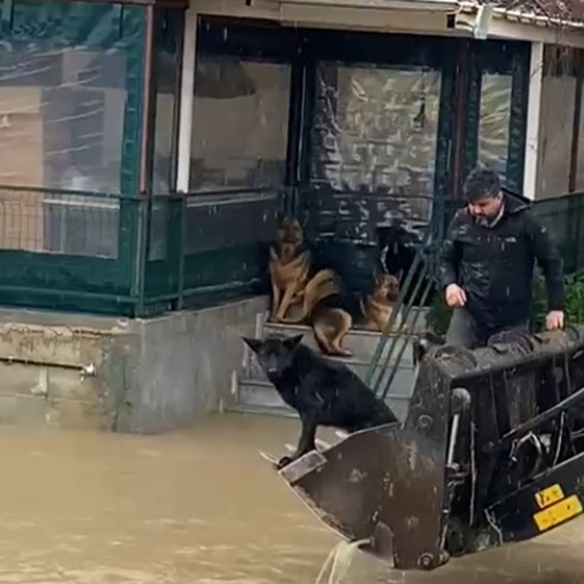 Sağanak sonrası evde mahsur kalan 4 köpek iş makinesiyle kurtarıldı