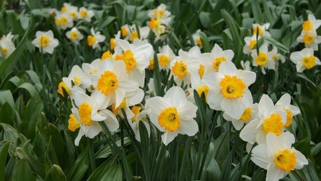 Bayındır'da yetişen nergis, bilimde öne çıkıyor