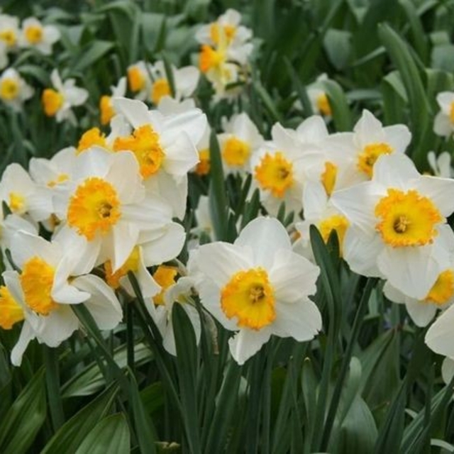 Bayındır'da yetişen nergis, bilimde öne çıkıyor