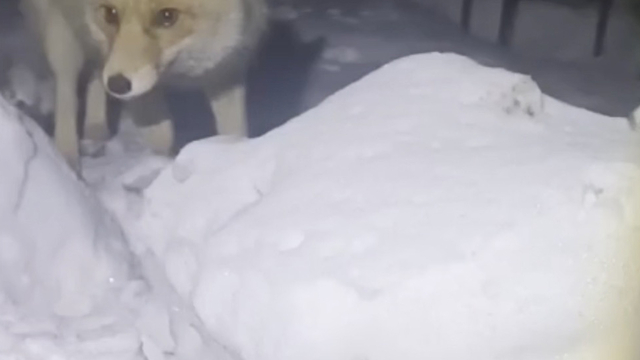 Adıyaman'da kapısına gelen tilkiyi besledi