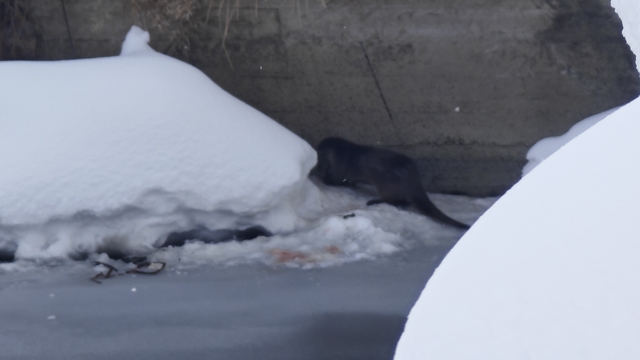 Yüksekova'da su samuru görüntülendi