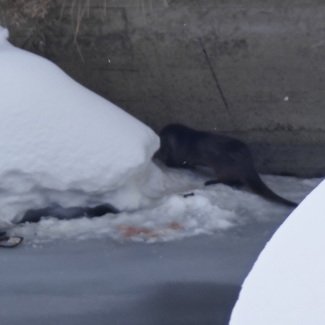 Yüksekova'da su samuru görüntülendi