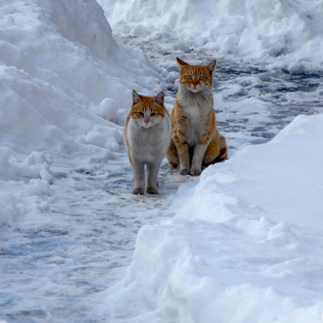 Buzlanma ve dona dikkat