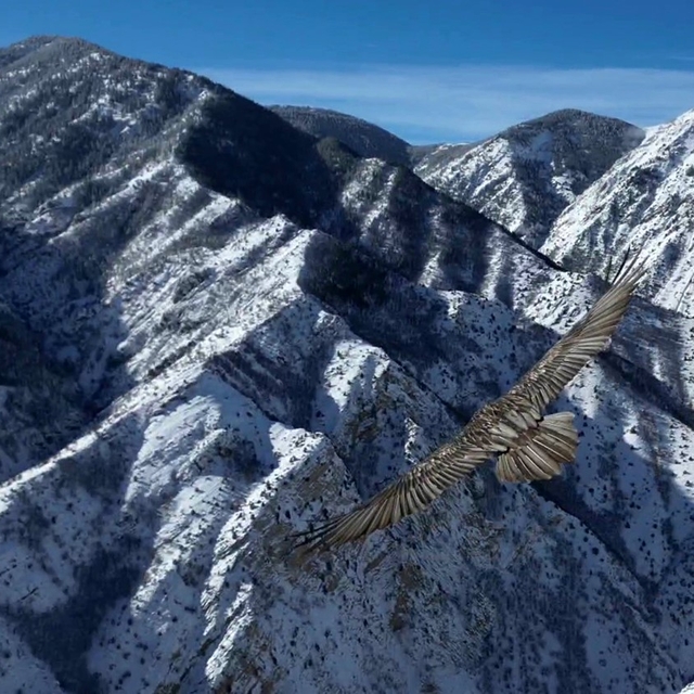 Erzurum'da sakallı akbaba dron ile görüntülendi