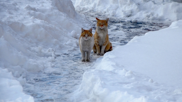 Buzlanma ve dona dikkat