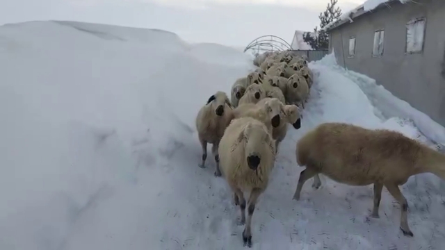 Sivas'ta kar kalınlığı yer yer 2 metreyi aştı, en çok hayvancılık yapanlar zorlandı