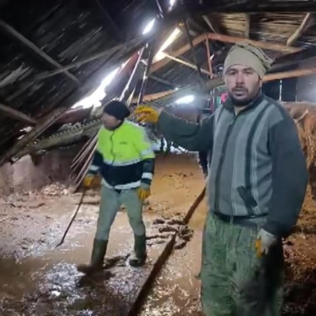 Ahırın çatısı yağan karın ağırlığını taşıyamadı, hayvanlar komşuların yardı...