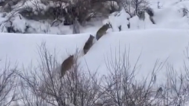 Elazığ'da kurt sürüsü görüldü