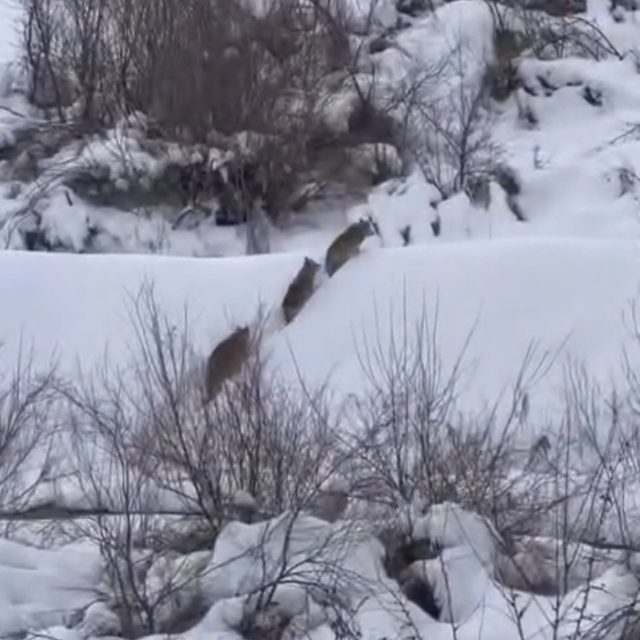 Elazığ'da kurt sürüsü görüldü