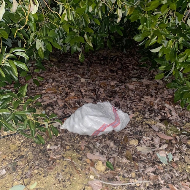 Jandarmayı görünce çaldıkları avokadoları bırakıp kaçtılar
Topladıkları 500...