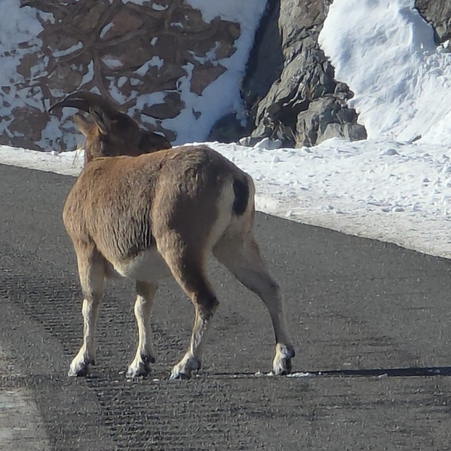 Koruma altındaki dağ keçileri Bayburt'un farklı noktalarında görüldü
