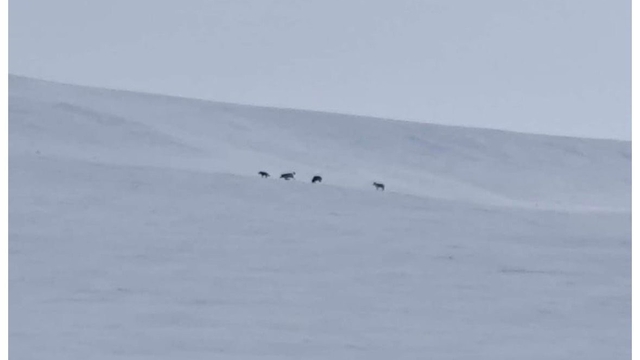 Diyadin'de kurt sürüsü görüldü