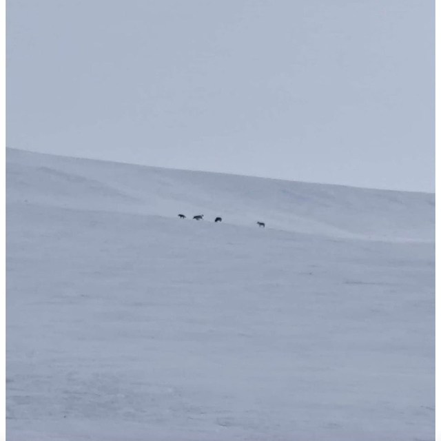 Diyadin'de kurt sürüsü görüldü