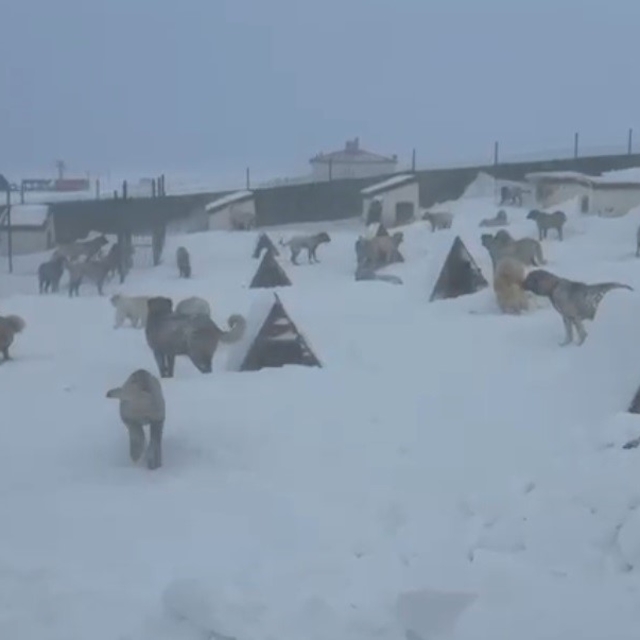 Kangallarını beslemek için yola çıktı, çiftliğe vardığında gözlerine inanam...