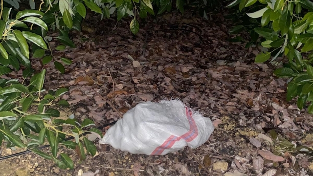 Jandarmayı görünce çaldıkları avokadoları bırakıp kaçtılar
Topladıkları 500 bin liralık avokadoyu bırakıp kaçan hırsızlar yakalandı