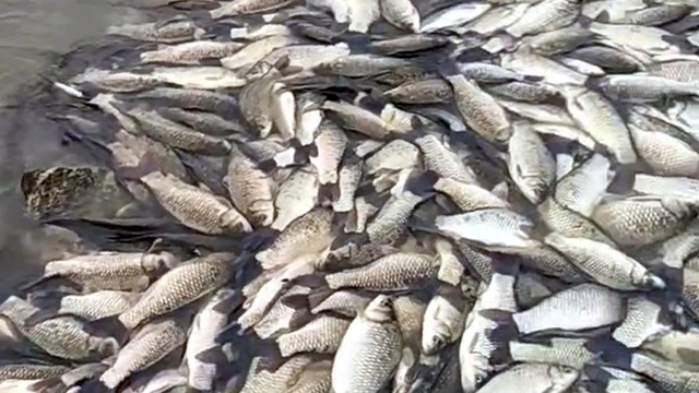 Tekirdağ'da gölette balık ölümlerine inceleme