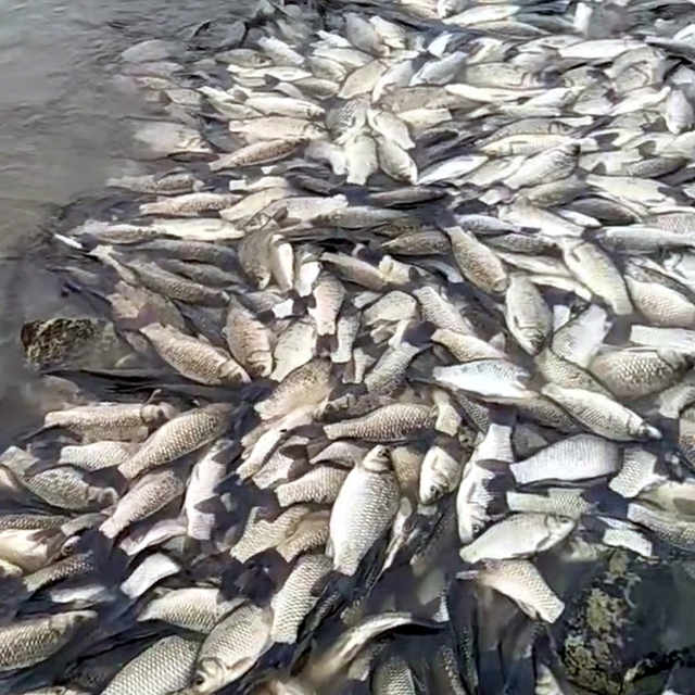 Tekirdağ'da gölette balık ölümlerine inceleme