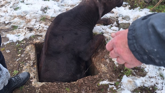 Tokat'ta kuyuya düşen inek kurtarıldı