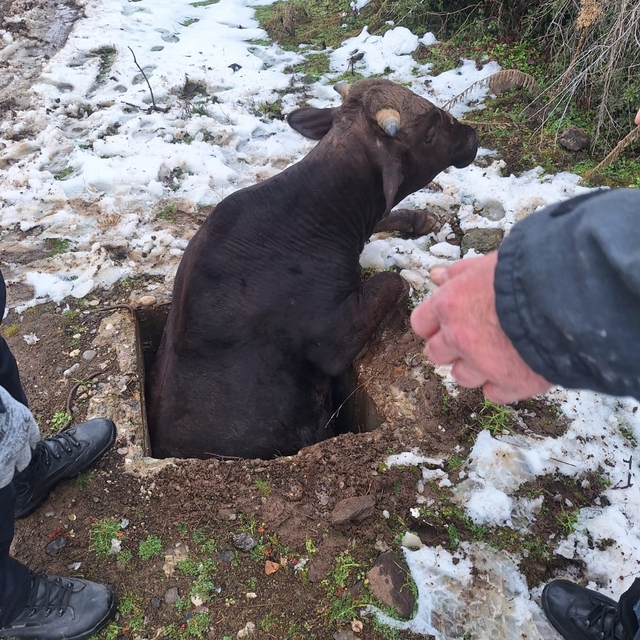 Tokat'ta kuyuya düşen inek kurtarıldı