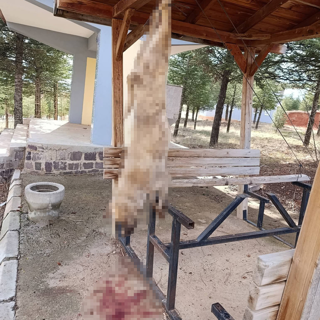 Köpek, işkence yapılarak öldürüldü