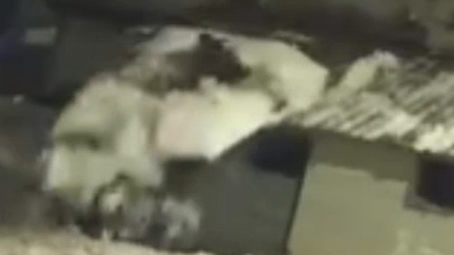 Kar kürerken çatıdan düştü; o anlar kamerada