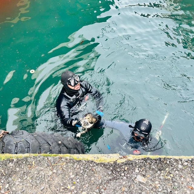İzmir İtfaiyesi, iskele altında sıkışan kediyi kurtardı