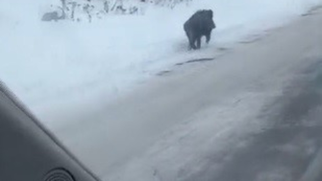 Kars'ta yol kenarında ilerleyen domuz cep telefonuyla kaydedildi