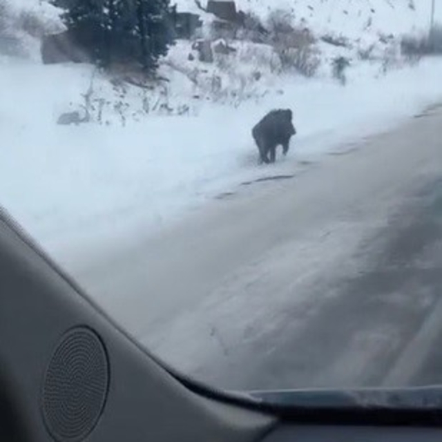 Kars'ta yol kenarında ilerleyen domuz cep telefonuyla kaydedildi