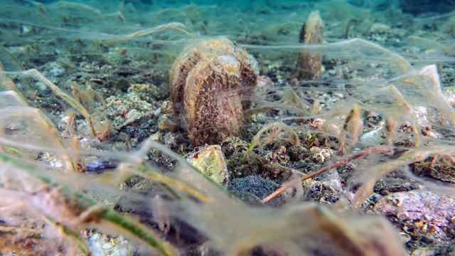 Pinalar son sığınağı Marmara'da çoğalıyor; umut oluyor
Son sığınakları Marmara'da çoğalan pinalar metrekarede 3-4 adet görülmeye başlandı