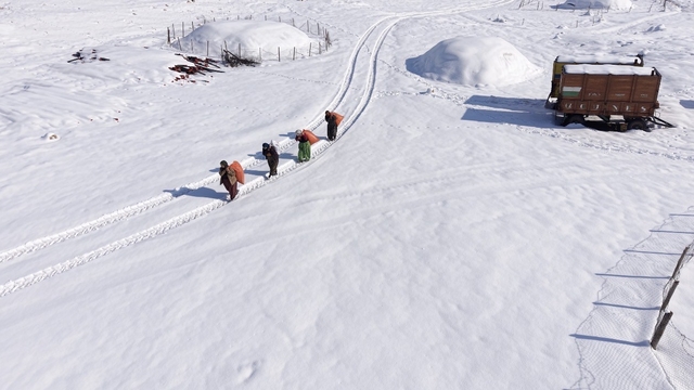 Mazıdağı'nın karlı yollarında zorlu mesai: Kadınlar sırtlarında saman taşıyarak kışa meydan okuyor