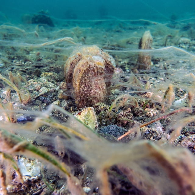 Pinalar son sığınağı Marmara'da çoğalıyor; umut oluyor
Son sığınakları Marm...