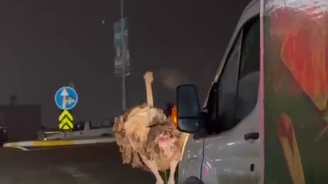 Deve kuşu, trafiği alt üst etti