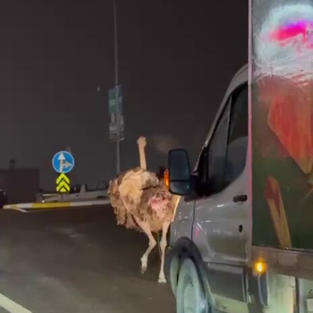 Deve kuşu, trafiği alt üst etti