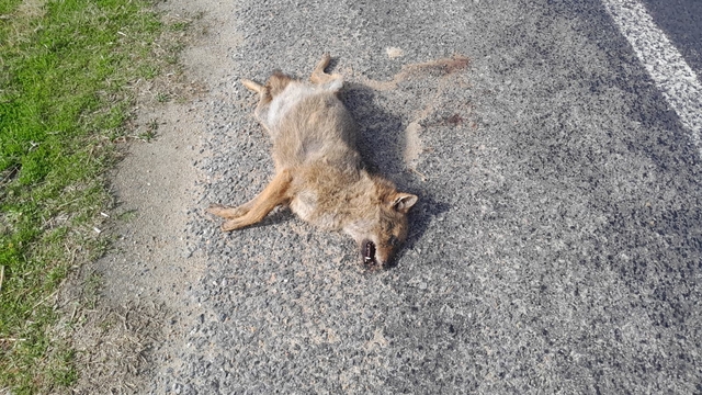 Aracın çarptığı tilki telef oldu