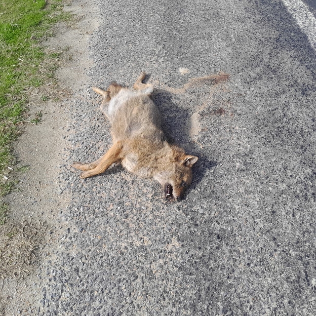 Aracın çarptığı tilki telef oldu