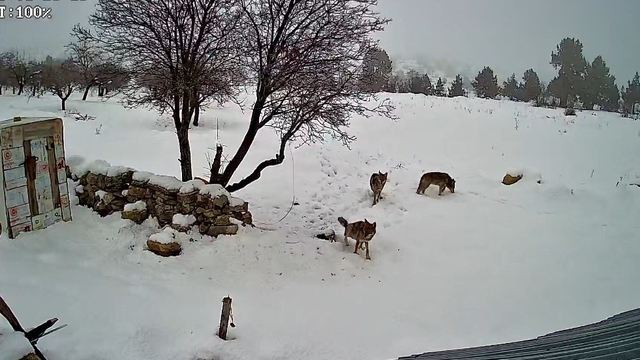 Bozyazı'da kurtlar köye indi: O anlar kamerada